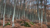 Pietra Stretta (Monti della Laga) 08.11.2020